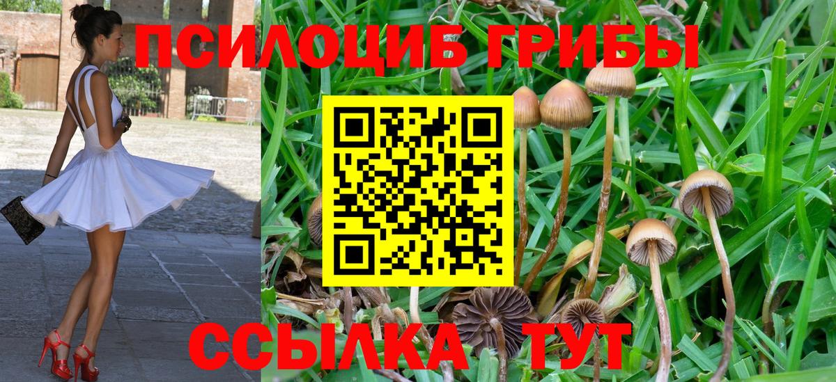 Ленинск-Кузнецкий  Галлюциногенные грибы Psilocybe  Вход с VPN 